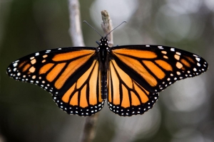 butterfly