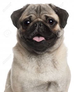 pug2